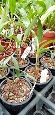 Dendrobium kingianum - menší trs - 3