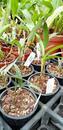 Dendrobium kingianum - menší trs - 3/3