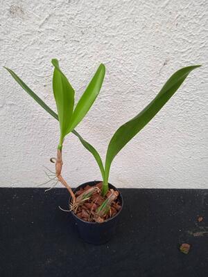 Bulbophyllum falcatum v. kewense - 3