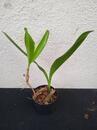Bulbophyllum falcatum v. kewense - 3/3