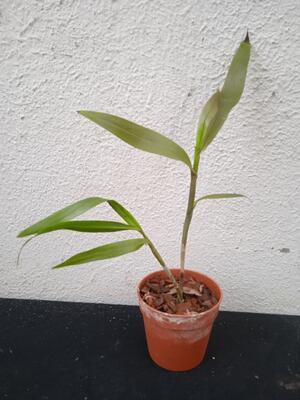 Epidendrum pseudepidendrum - 3