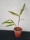 Epidendrum pseudepidendrum - 3/4