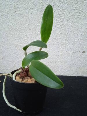 Cattleya guttata - 3