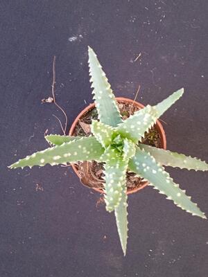 Aloe humilis - 3