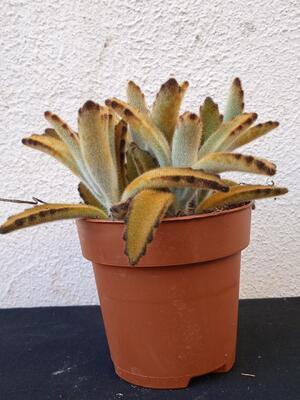 Kalanchoe tomentosa 'Chocolate Soldier' - 3