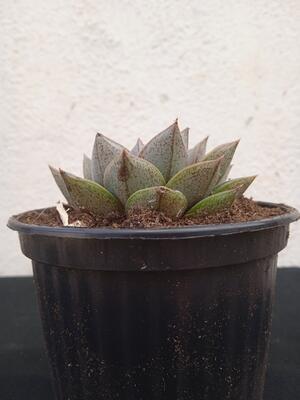 Echeveria purpurosum - 3