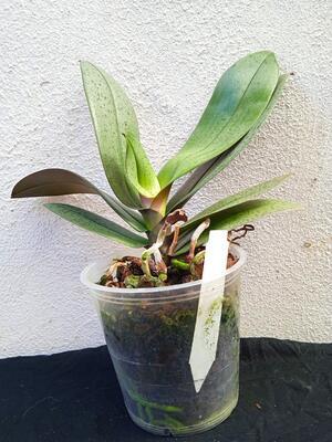 Phalaenopsis veitchiana - 3