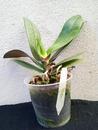 Phalaenopsis veitchiana - 3/4