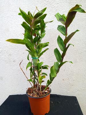 Epidendrum embreei x capricornu - 3