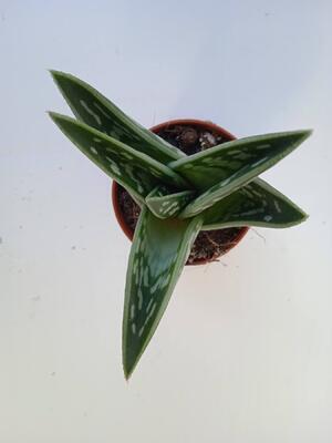 Aloe variegata - 3