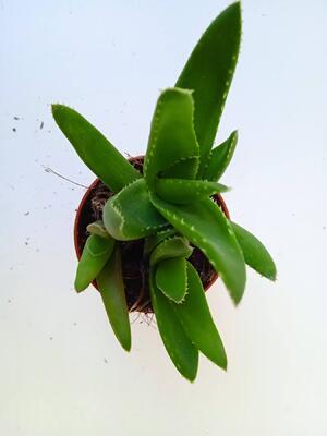 Aloe mitriformis 'Levis' - 3