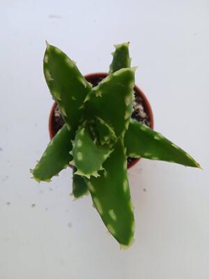 Aloe mitriformis 'Hard' - 3