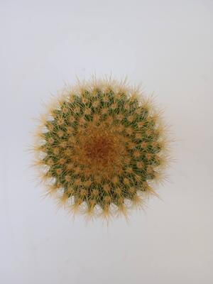 Eriocactus leninghausii - 3