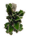 Cereus peruvianus 'Florida' - 3/3
