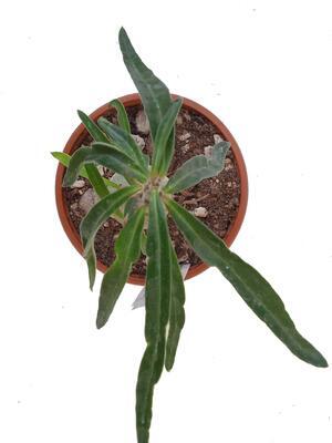 Pachypodium succulentum - 3