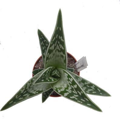 Aloe variegata - 3