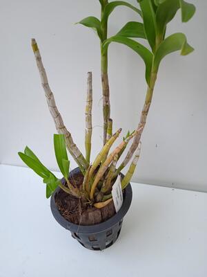 Dendrobium sanderae var. luzonica - 3