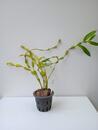 Dendrobium findlayanum - 3/3