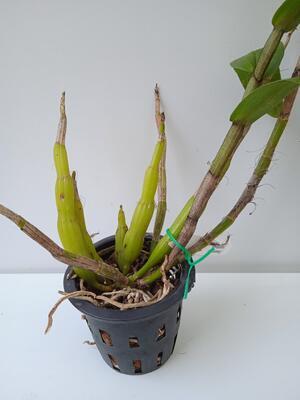Dendrobium cariniferum - 3