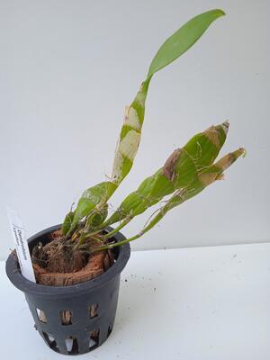 Dendrobium ypsilon - 3