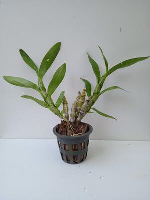 Dendrobium albosanguineum - 3