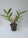 Dendrobium albosanguineum - 3/4