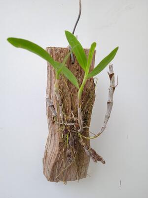Dendrobium unicum - 3