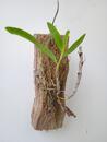 Dendrobium unicum - 3/3