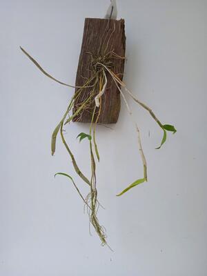 Dendrobium chrysocrepis - 3