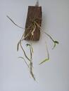 Dendrobium chrysocrepis - 3/3