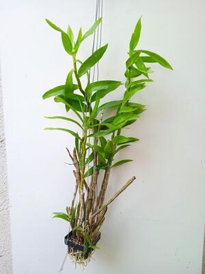 Dendrobium fimbriatum - 3