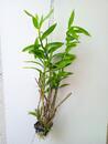 Dendrobium fimbriatum - 3/3