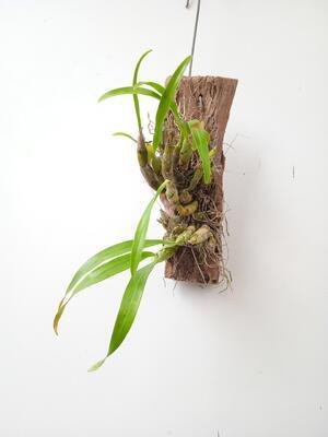 Dendrobium capillipes - 3