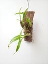 Dendrobium capillipes - 3/5