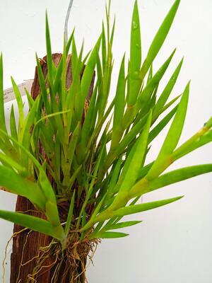 Dendrobium pseudoequitans - 3