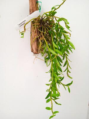 Dendrobium loddigesii - 3