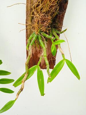 Dendrobium trinervium - 3