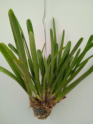 Cymbidium aloifolium - 3