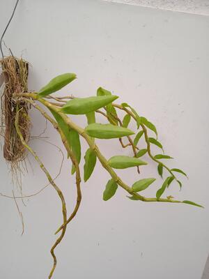 Dendrobium primulinum - 3