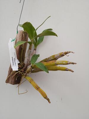 Dendrobium trigonopus - 3