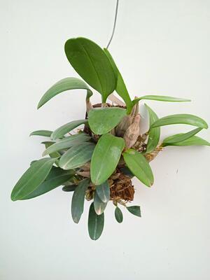 Dendrobium lindleyi - 3