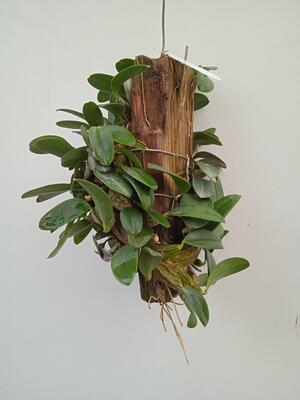 Dendrobium jenkinsii - 3