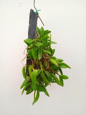 Dendrobium hymenanthum - 3