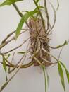 Dendrobium lituiflorum - 3/3