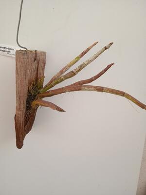 Dendrobium venustum - 3