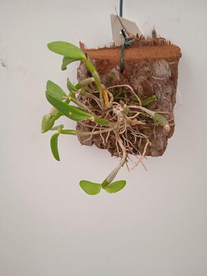 Dendrobium pachyphyllum - 3