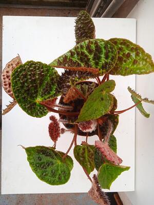 Begonia ferox - 3