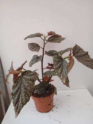 Begonia pseudolubbersii 'Silver spot' - 3