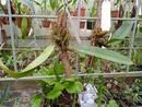 Bulbophyllum phalaenopsis x Bulbophyllum cruentum - 3/3