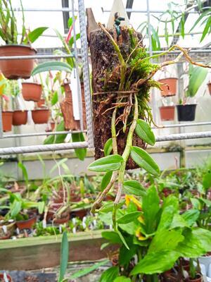 Dendrobium loddigesii - 3